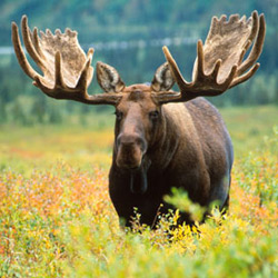 Moose Mainea