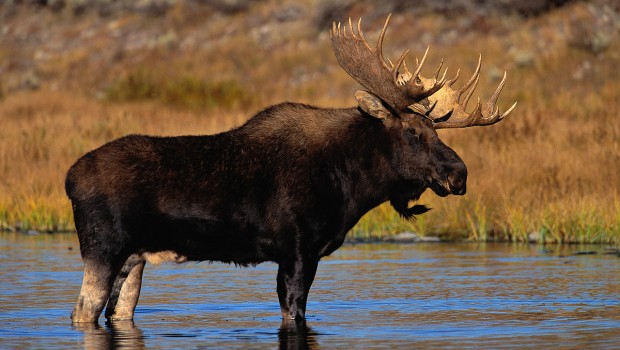 Moose Standing in Water